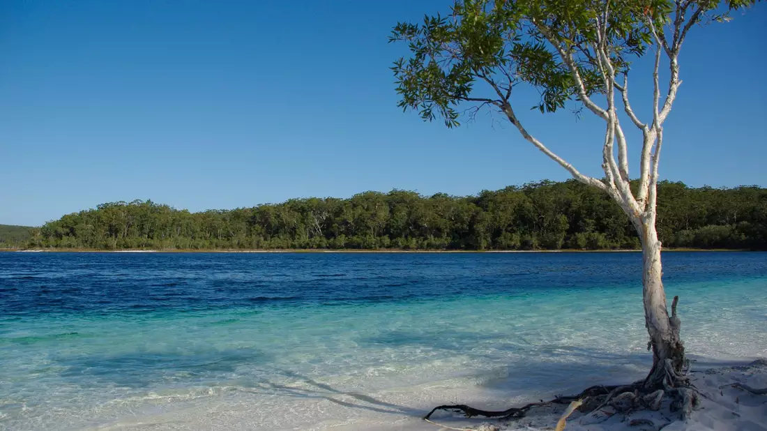 Der Lake McKenzie gilt als Postkartenmotiv schlechthin - aber Dingos greifen auch im Wasser an. (Archivbild) - Bild: Florian Sanktjohanser/dpa-tmn
