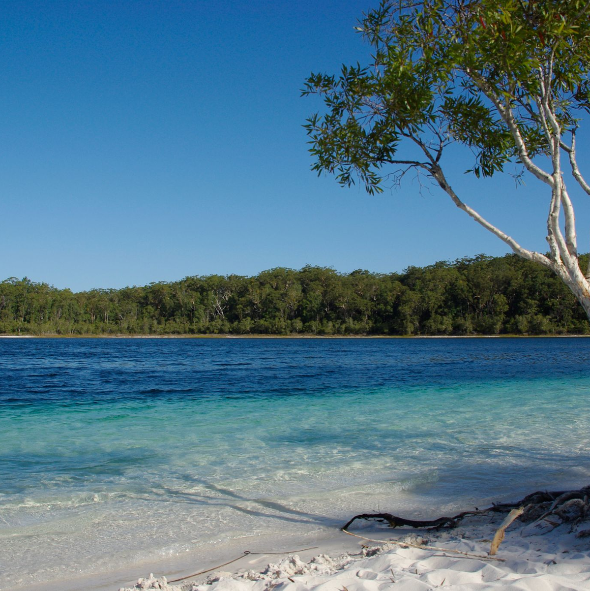 Der Lake McKenzie gilt als Postkartenmotiv schlechthin - aber Dingos greifen auch im Wasser an. (Archivbild) - Foto: Florian Sanktjohanser/dpa-tmn