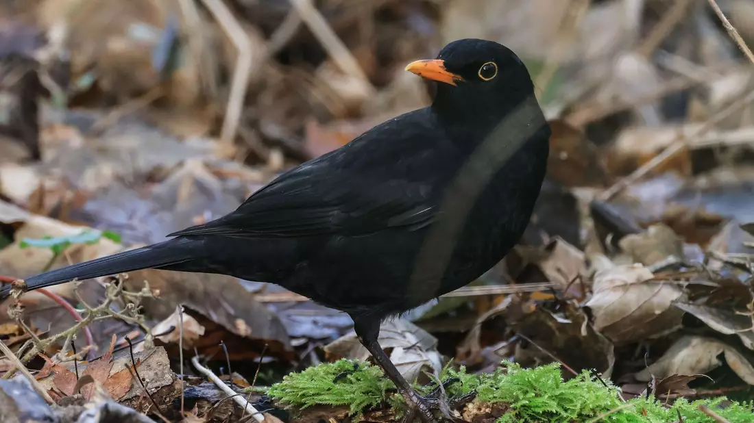 Die Amsel war bei der «Stunde der Wintervögel» in diesem Jahr deutlich weniger zu sehen als noch im Vorjahr. (Archivbild)  - Bild: Oliver Berg/dpa