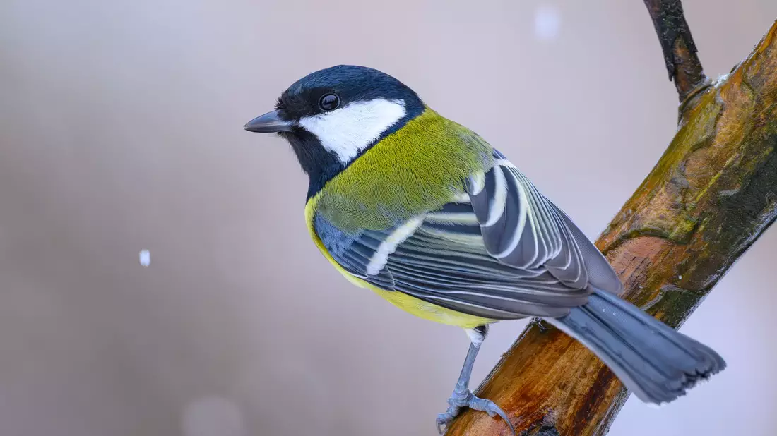 Kohlmeisen wurden bei der «Stunde der Wintervögel» weniger gezählt als im Vorjahr. (Archivbild) - Bild: Patrick Pleul/dpa