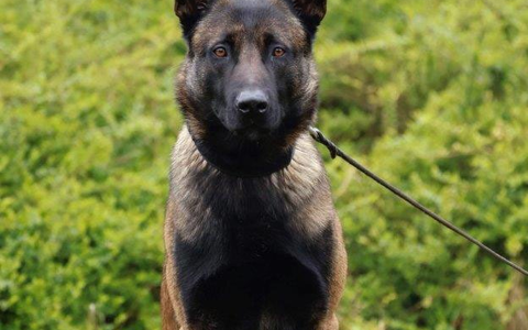 POL-BOR: Rhede - Floki fasst Kabeldiebe - Foto: presseportal.de