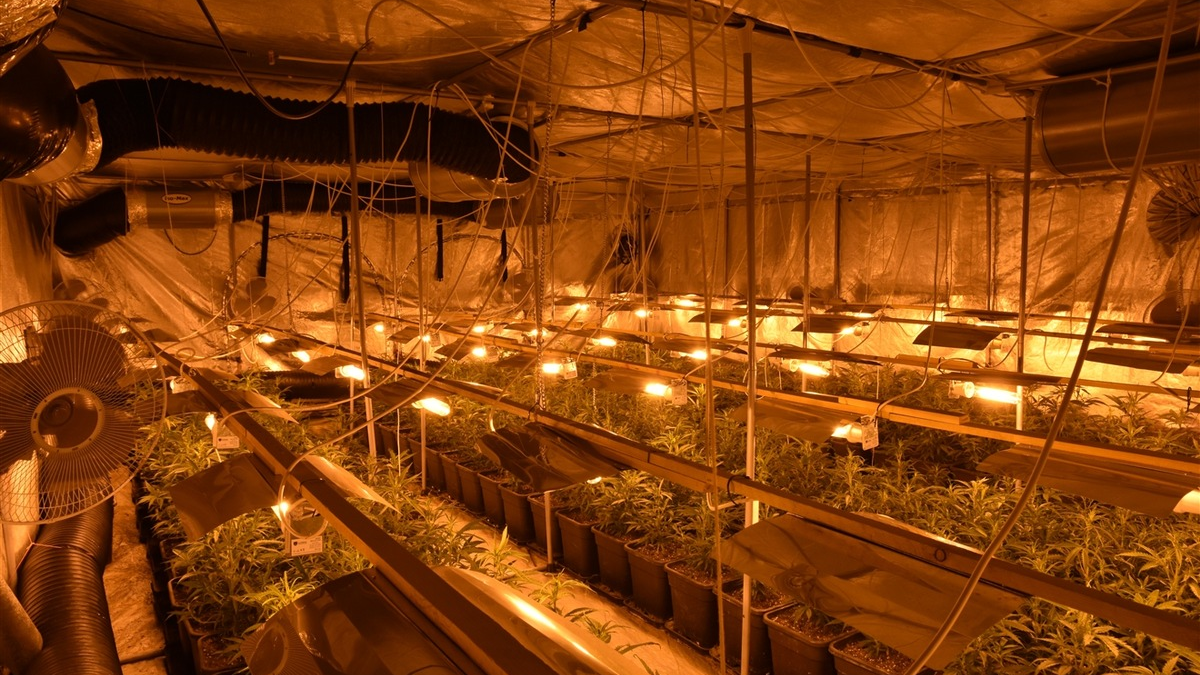 POL-GM: Polizei hebt Cannabisplantage aus - Foto: presseportal.de