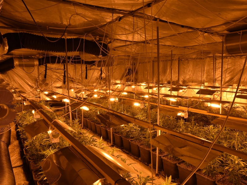 POL-GM: Polizei hebt Cannabisplantage aus - Foto: presseportal.de