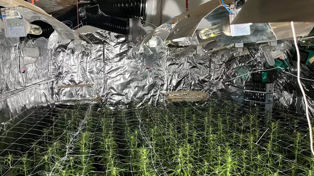 POL-LIP: Extertal-Bösingfeld. Illegale Cannabisplantage mit rund 1000 Pflanzen entdeckt. - Bild: presseportal.de