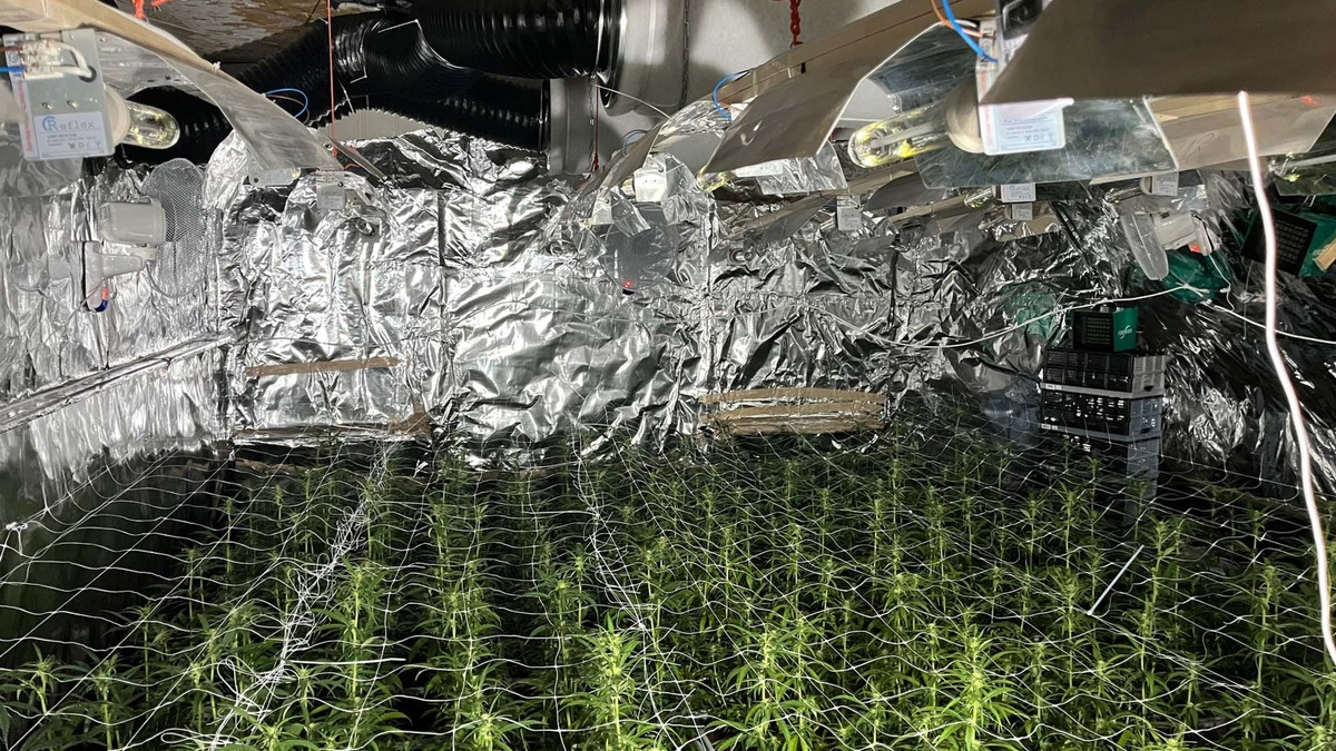 POL-LIP: Extertal-Bösingfeld. Illegale Cannabisplantage mit rund 1000 Pflanzen entdeckt. - Foto: presseportal.de