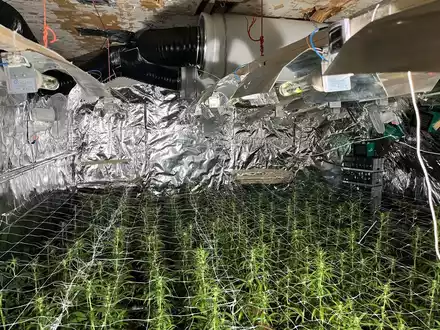 POL-LIP: Extertal-Bösingfeld. Illegale Cannabisplantage mit rund 1000 Pflanzen entdeckt. - Foto: presseportal.de