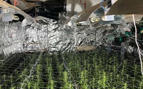 POL-LIP: Extertal-Bösingfeld. Illegale Cannabisplantage mit rund 1000 Pflanzen entdeckt. - Foto: presseportal.de POL-LIP: Extertal-Bösingfeld. Illegale Cannabisplantage mit rund 1000 Pflanzen entdeckt. - Foto: presseportal.de
