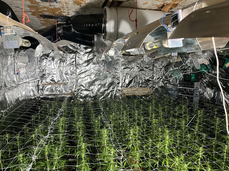 POL-LIP: Extertal-Bösingfeld. Illegale Cannabisplantage mit rund 1000 Pflanzen entdeckt. - Foto: presseportal.de