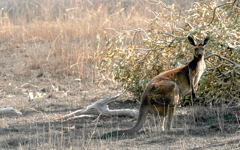 KÀngurus sind ein beliebtes Fotomotiv - sie können aber auch sehr aggressiv werden. (Symbolbild) - Foto: Kelly Barnes/AAP/dpa KÀngurus sind ein beliebtes Fotomotiv - sie können aber auch sehr aggressiv werden. (Symbolbild) - Foto: Kelly Barnes/AAP/dpa