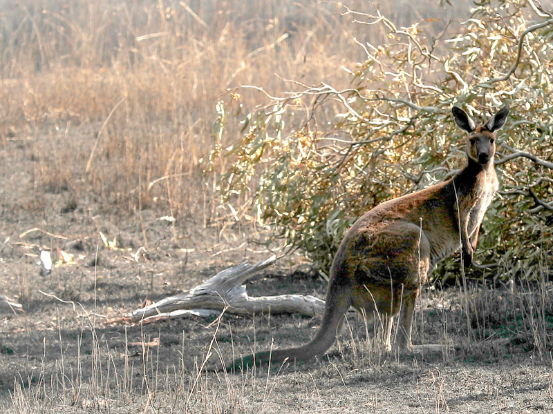 Kängurus sind ein beliebtes Fotomotiv - sie können aber auch sehr aggressiv werden. (Symbolbild) - Foto: Kelly Barnes/AAP/dpa