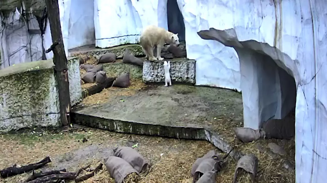 Der kleine Bär erkundet seine Umwelt. - Bild: Timo Deible/Zoo Karlsruhe/dpa