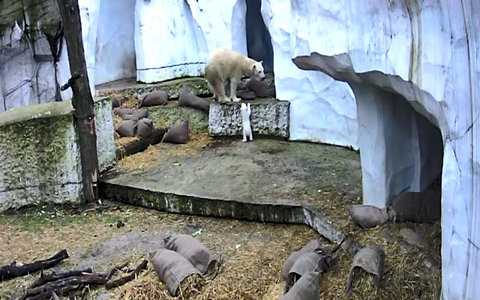 Eisbär-Mama Nuka hat beim Lachsöl-Schlecken geschlabbert: Nun hat das Jungtier einen Fleck im Gesicht. - Foto: Timo Deible/Zoo Karlsruhe/dpa