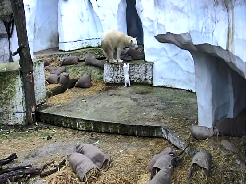 Das Eisbärbaby macht die ersten Erkundungen in der Außenanlage.  - Foto: Timo Deible/Zoo Karlsruhe/dpa
