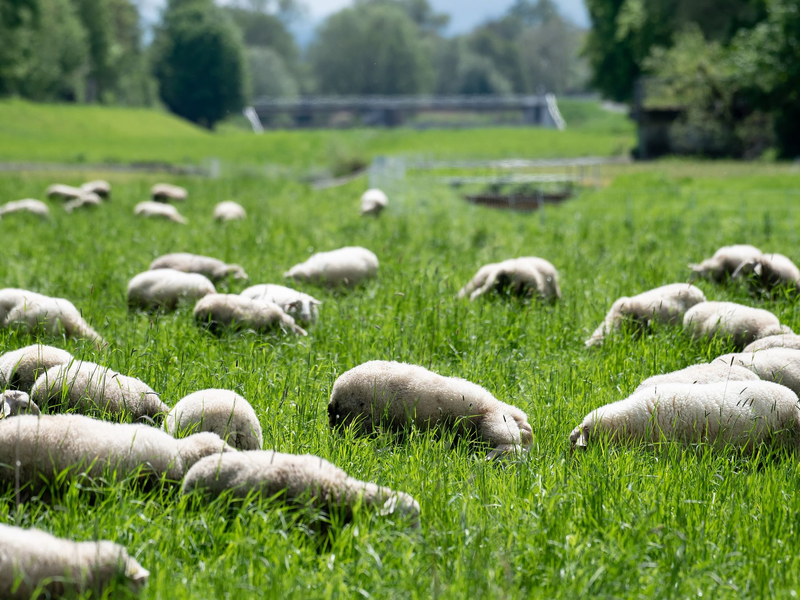 Das weiße Fell der Hausschafe geht auf jahrtausendealte Züchtung zurück. (Archivbild)   - Foto: Swen Pförtner/dpa