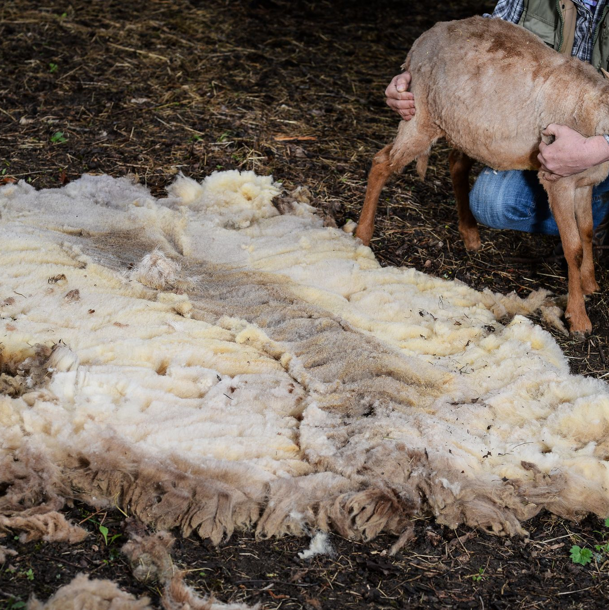 Schon früh nutzten Menschen das Fell von Schafen für warme Kleidung.(Archivbild)   - Foto: picture alliance / dpa