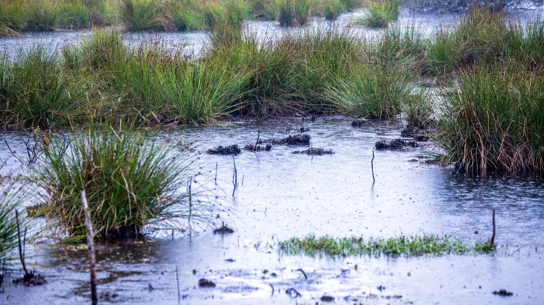 Moore sind nicht nur wichtige Wasserspeicher - sie spielen im Klimaschutz eine herausragende Rolle (Archivbild). - Bild: Jens Büttner/dpa