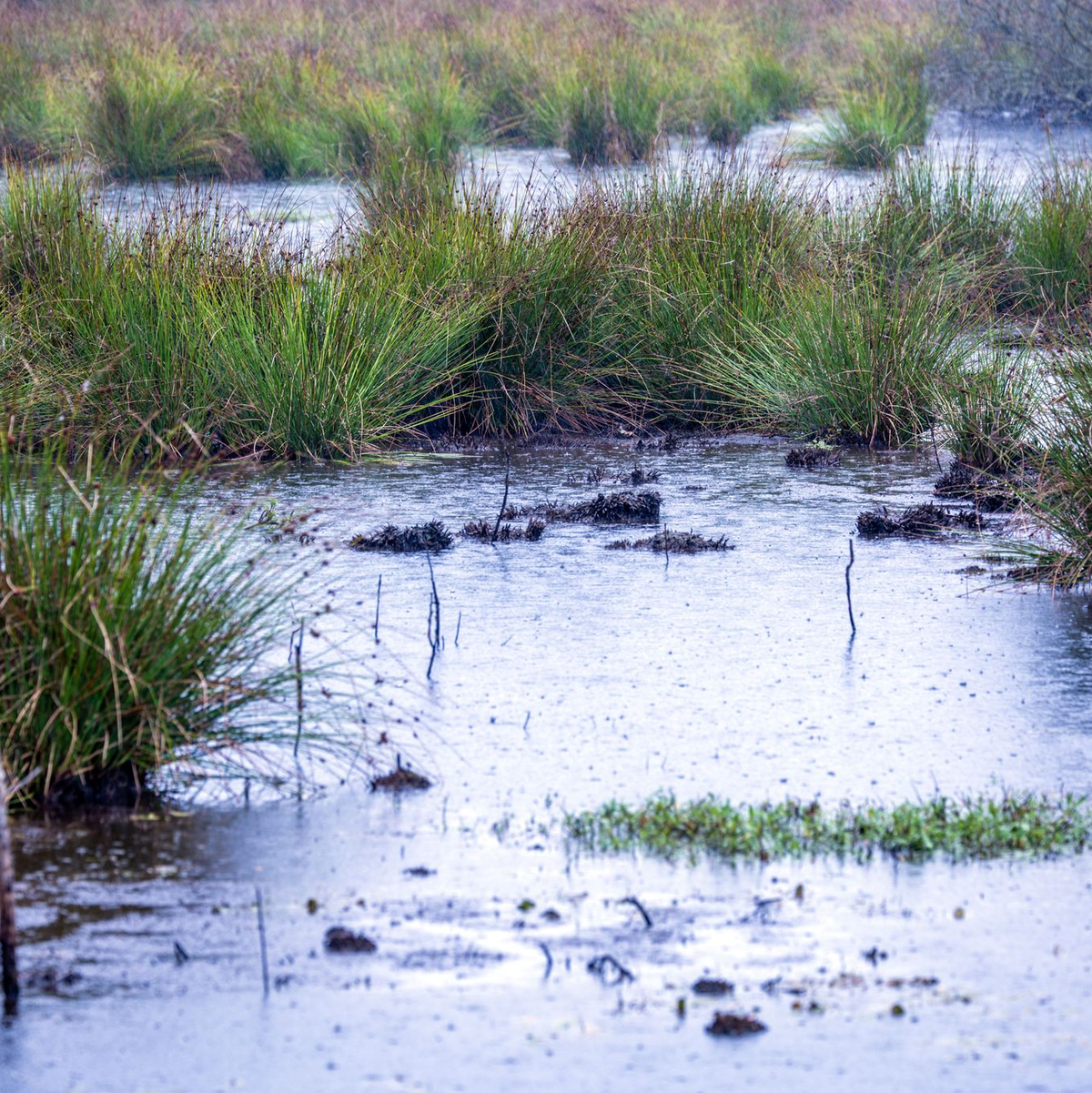 Moore sind nicht nur wichtige Wasserspeicher - sie spielen im Klimaschutz eine herausragende Rolle (Archivbild). - Foto: Jens Büttner/dpa