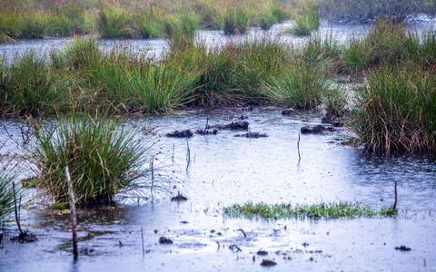 Moore sind nicht nur wichtige Wasserspeicher - sie spielen im Klimaschutz eine herausragende Rolle (Archivbild). - Foto: Jens Büttner/dpa
