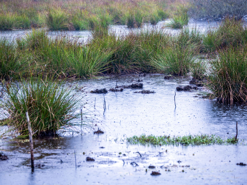 Moore sind nicht nur wichtige Wasserspeicher - sie spielen im Klimaschutz eine herausragende Rolle (Archivbild). - Foto: Jens Büttner/dpa