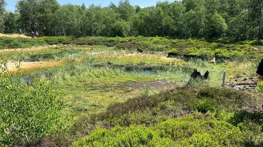 Im Roten Moor ist 2023 ein Projekt zur Wiedervernässung und Renaturierung angelaufen (Archivbild). - Bild: dpa