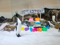 Mittlerweile trägt Pesto Frack, wie seine Artgenossen auch. - Foto: --/Sea Life Melbourne Aquarium/dpa