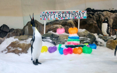 Mittlerweile trägt Pesto Frack, wie seine Artgenossen auch. - Foto: --/Sea Life Melbourne Aquarium/dpa