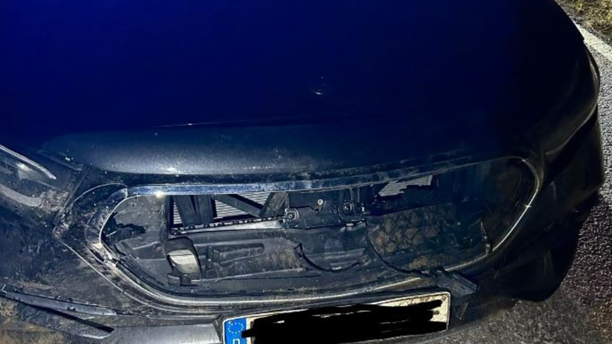 POL-PDLD: Edenkoben - Wildunfall - Foto: presseportal.de