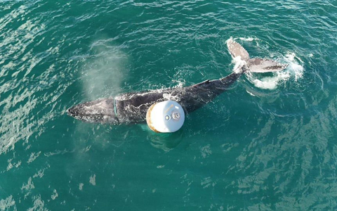 Die Notlage des Wals war am Donnerstagmorgen gemeldet worden. - Foto: Anthony Rigell/British Divers Marine Life Rescue/PA Media/dpa