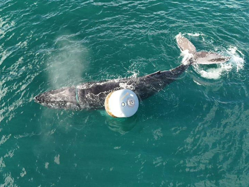 Die Notlage des Wals war am Donnerstagmorgen gemeldet worden. - Foto: Anthony Rigell/British Divers Marine Life Rescue/PA Media/dpa