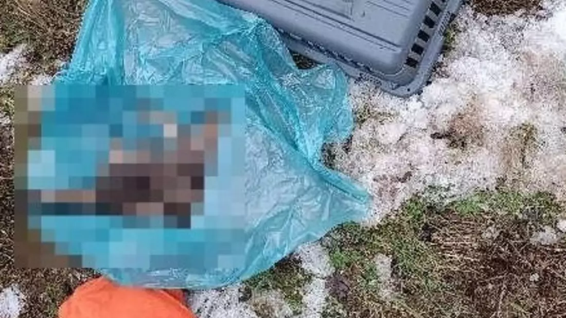 POL-NOM: Verstorbene Hauskatze gefunden - Bild: presseportal.de