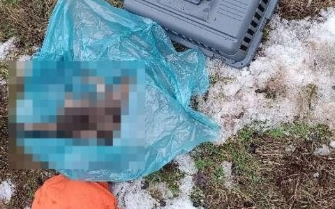 POL-NOM: Verstorbene Hauskatze gefunden - Foto: presseportal.de