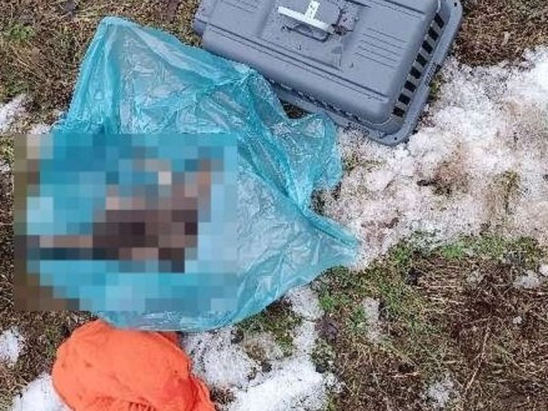 POL-NOM: Verstorbene Hauskatze gefunden - Foto: presseportal.de