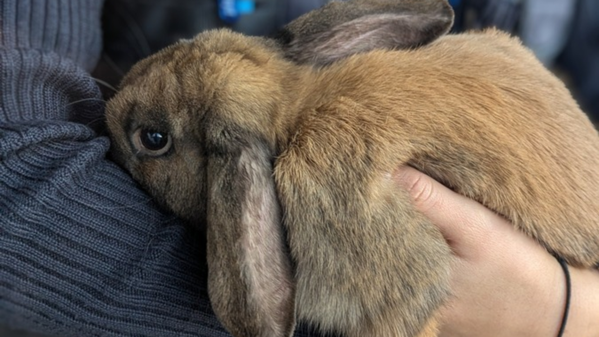 POL-PDLD: Bad Bergzabern - Kaninchen gefunden - Foto: presseportal.de