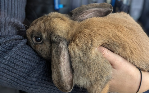 POL-PDLD: Bad Bergzabern - Kaninchen gefunden - Foto: presseportal.de