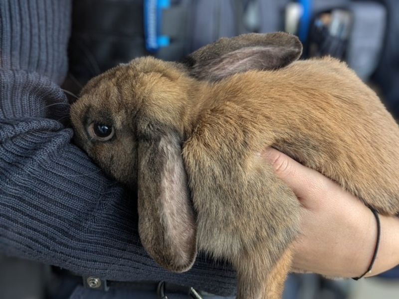 POL-PDLD: Bad Bergzabern - Kaninchen gefunden - Foto: presseportal.de