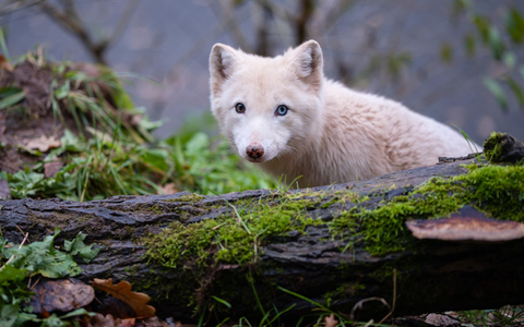 Die genetische Vielfalt von Arten lässt sich laut Studie durch Supplementierung erhöhen - wie bei der Freilassung von Polarfüchsen aus Zuchtprogrammen in Skandinavien. (Symbolbild) - Foto: Oliver Dietze/dpa
