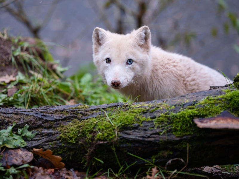 Die genetische Vielfalt von Arten lässt sich laut Studie durch Supplementierung erhöhen - wie bei der Freilassung von Polarfüchsen aus Zuchtprogrammen in Skandinavien. (Symbolbild) - Foto: Oliver Dietze/dpa