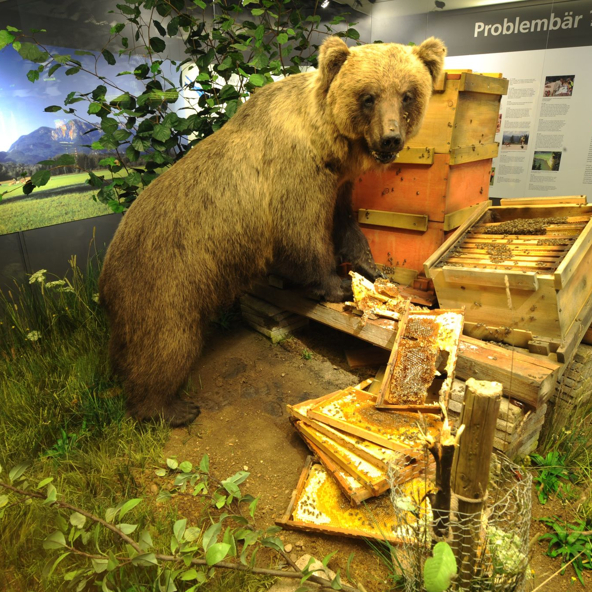 Braunbär Bruno bleibt der Nachwelt ausgestopft als Honigdieb erhalten. (Archivfoto)  - Foto: Peter Kneffel/dpa