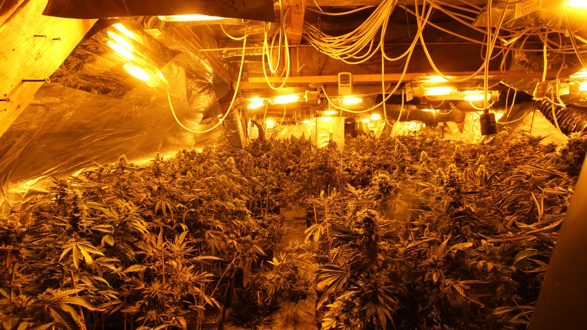 POL-ST: Greven, Leverkusen, Rheine, Zehn Festnahmen wegen illegalem Cannabis-Anbau, intensive Ermittlungen führten zu mehreren Tatobjekten - Foto: presseportal.de