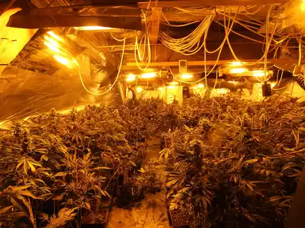 POL-ST: Greven, Leverkusen, Rheine, Zehn Festnahmen wegen illegalem Cannabis-Anbau, intensive Ermittlungen führten zu mehreren Tatobjekten - Foto: presseportal.de