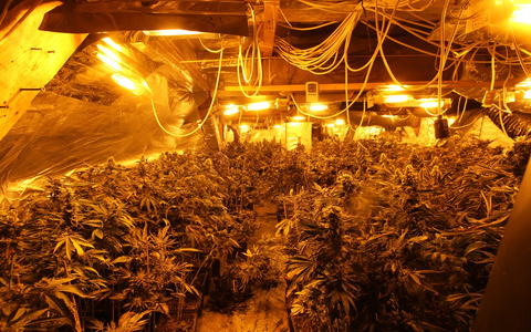POL-ST: Greven, Leverkusen, Rheine, Zehn Festnahmen wegen illegalem Cannabis-Anbau, intensive Ermittlungen führten zu mehreren Tatobjekten - Foto: presseportal.de