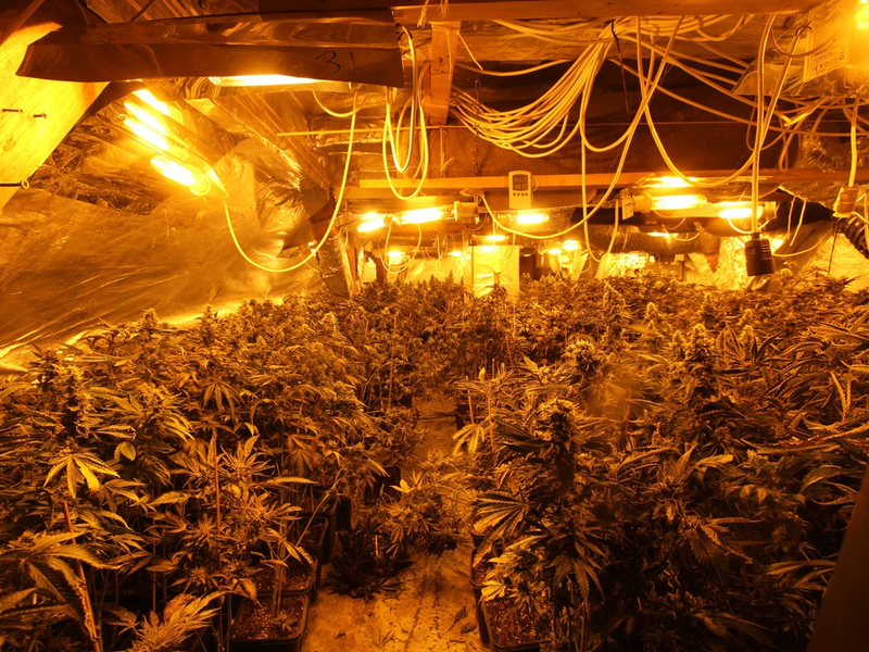 POL-ST: Greven, Leverkusen, Rheine, Zehn Festnahmen wegen illegalem Cannabis-Anbau, intensive Ermittlungen führten zu mehreren Tatobjekten - Foto: presseportal.de