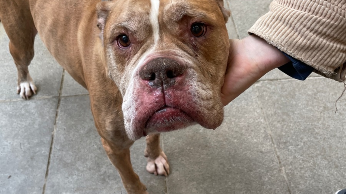 LPI-G: Hund bei Minusgraden ausgesetzt - Foto: presseportal.de