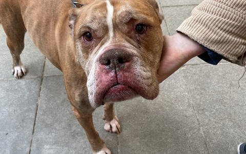 LPI-G: Hund bei Minusgraden ausgesetzt - Foto: presseportal.de