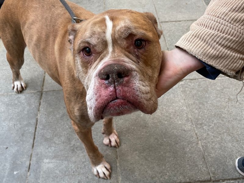 LPI-G: Hund bei Minusgraden ausgesetzt - Foto: presseportal.de