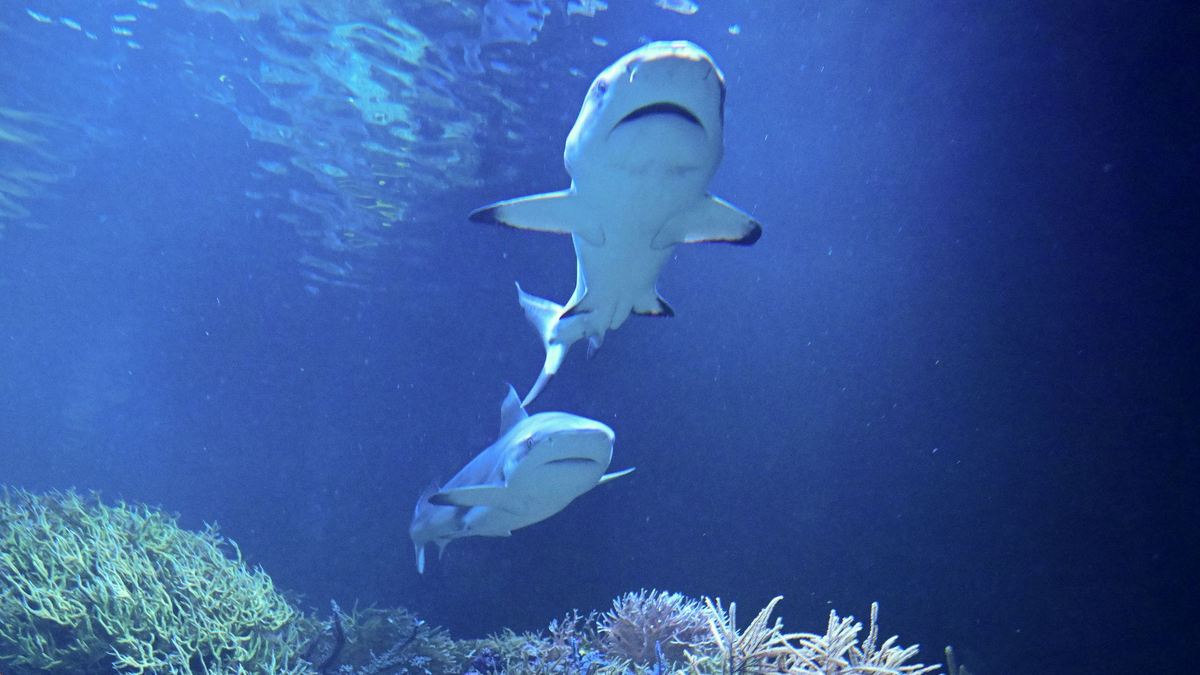 Amadeus schwimmt in seinem neuen Zuhause.  - Foto: Bernd Weißbrod/dpa