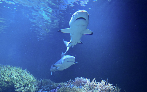 Amadeus schwimmt in seinem neuen Zuhause.  - Foto: Bernd Weißbrod/dpa