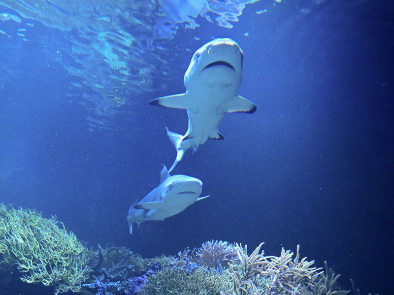 Amadeus schwimmt in seinem neuen Zuhause.  - Foto: Bernd Weißbrod/dpa