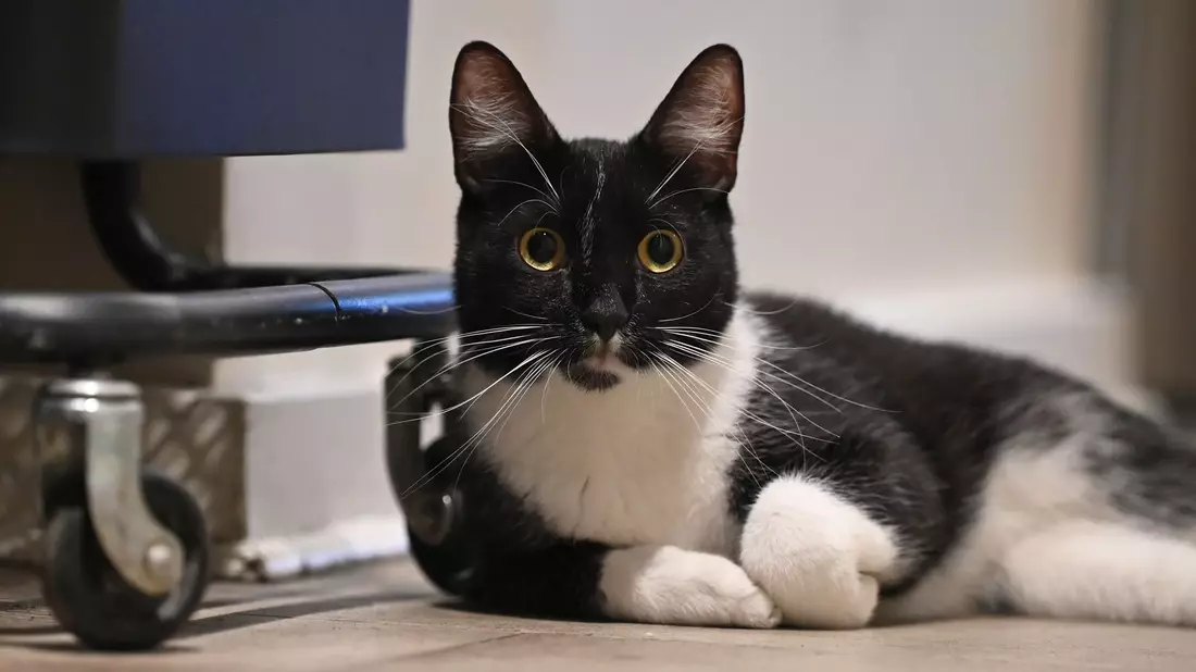 Der Arzt teilte mit, er bereue die Behandlung seiner Katze nicht. (Symbolbild) - Bild: Anna Ross/dpa