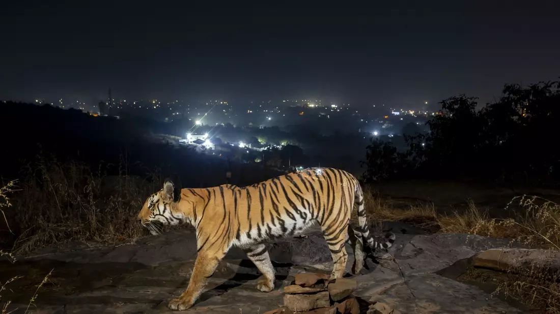 Ein Tiger streift durch den Similipal-Nationalpark in Indien. - Bild: Yashpal Rathore/Science/dpa